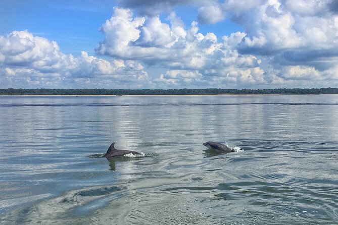 Hilton Head Island Dolphin Boat Cruise - Key points at a glance