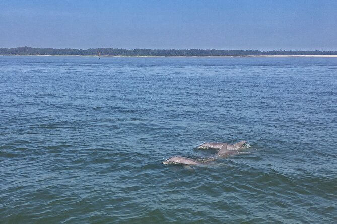 Hilton Head Island Dolphin Boat Cruise - How the dolphin search works