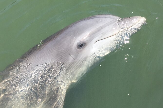 Hilton Head Island Dolphin Boat Cruise - What you will see besides dolphins