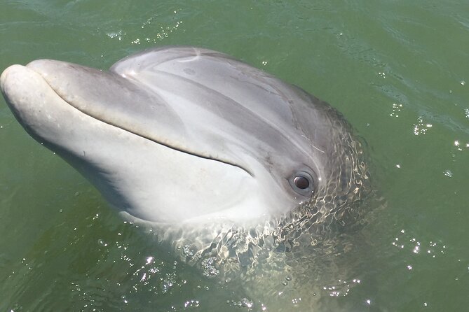 Hilton Head Island Dolphin Boat Cruise - Who will enjoy this cruise most