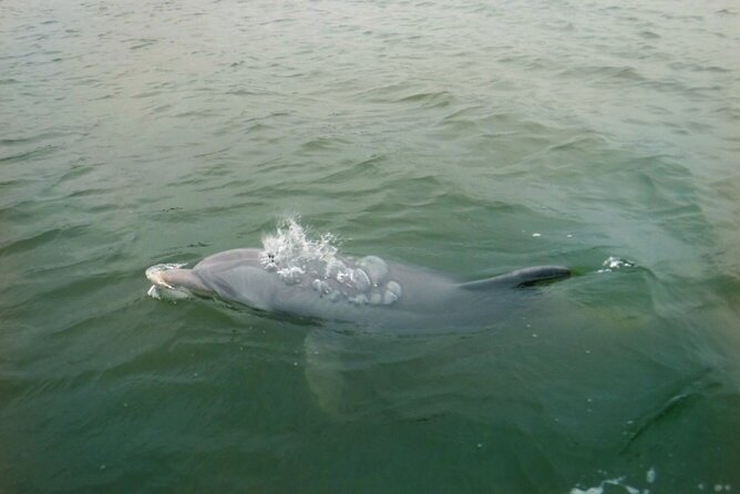Hilton Head Island Dolphin Boat Cruise - The crew makes the difference