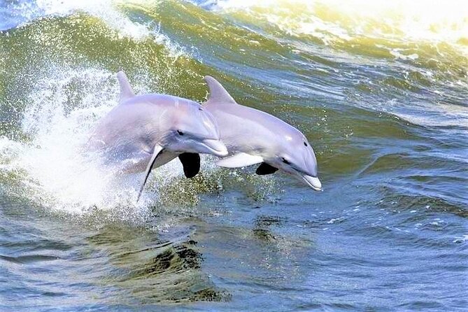 Hilton Head Island Ocean Dolphin Cruise - Key points to know before booking