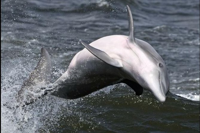 Hilton Head Island Ocean Dolphin Cruise - Drinks, snacks, and the onboard atmosphere