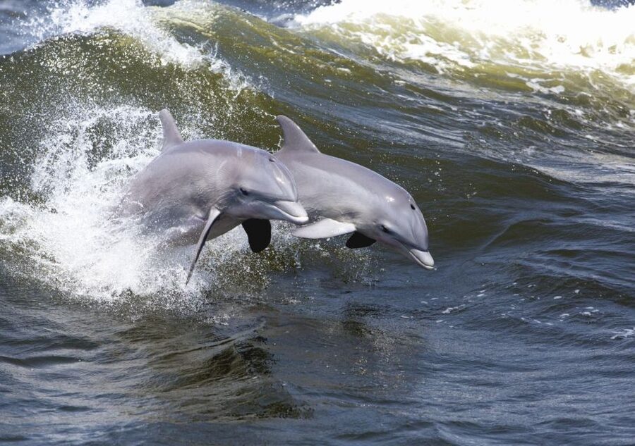 Hilton Head Island: Sunset Dolphin Cruise - From open water to Daufuskie Island