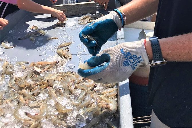 Hilton Head Shrimp Trawling Boat Cruise - Is $50 a fair price?