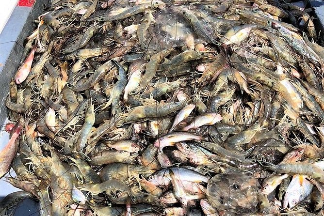 Hilton Head Shrimp Trawling Boat Cruise - Who will enjoy the Tammy Jane most?