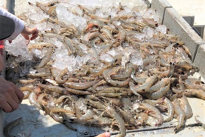 Hilton Head Shrimp Trawling Boat Cruise - What happens when the shrimp net comes up