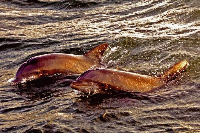 Hilton Head Sunset Dolphin Watching Cruise - Boat comfort and the important vessel caveat