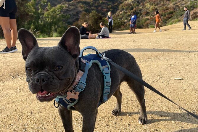 Hollywood Sign 2.5-Hour Tour with Comedians and Their Dogs - Morning or sunset: choosing the right departure