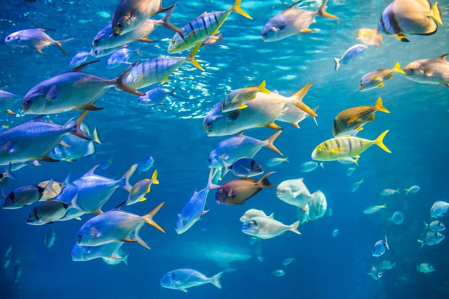 Honolulu: Glass Bottom Boat Tour along Oahu's South Shore - Reefs, fish, and a shipwreck below