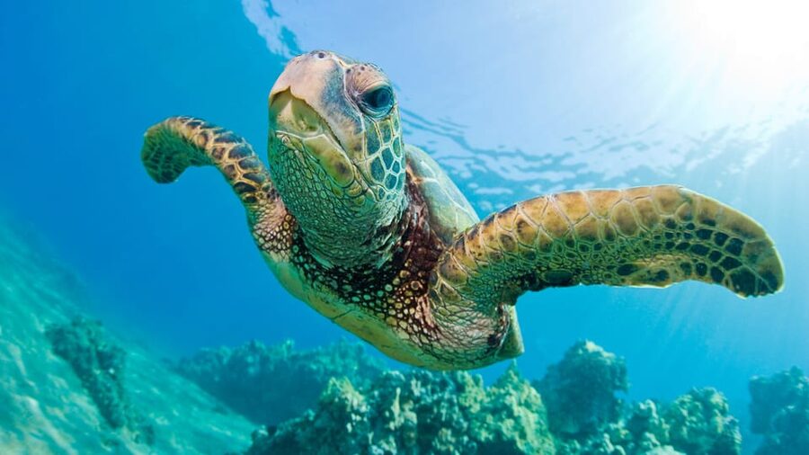 Honolulu: Glass Bottom Boat Tour along Oahu's South Shore - What the $40 price really buys you