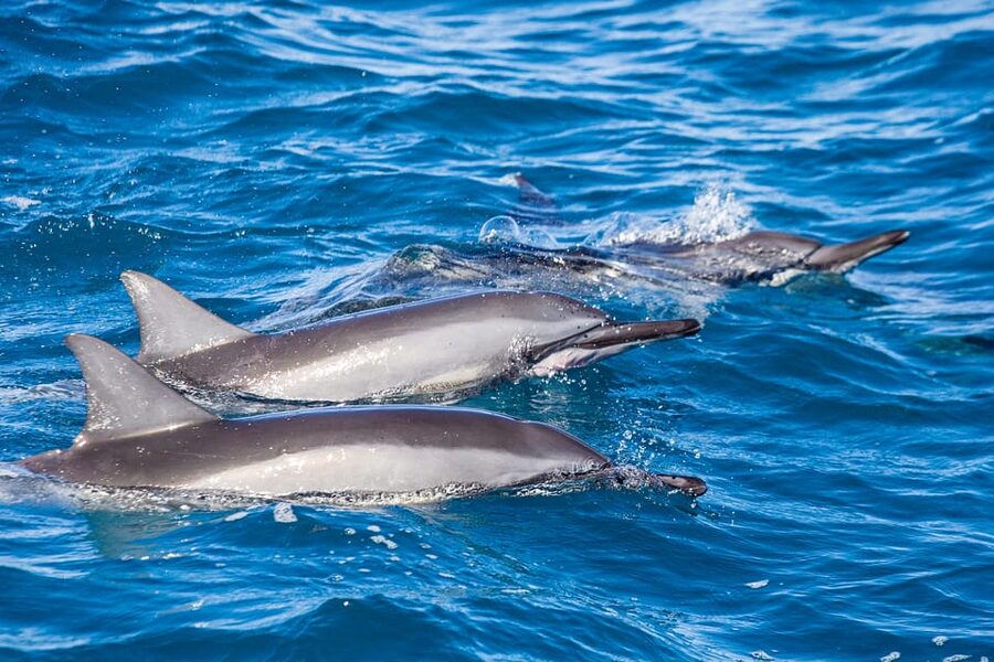 Honolulu: Glass Bottom Boat Tour along Oahu's South Shore - Who will enjoy this boat most
