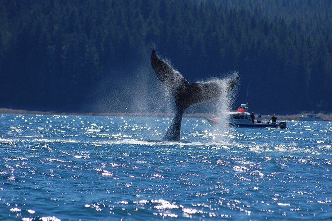 Hoonah Whale-Watching Cruise - Near Icy Strait Point - Captains who add more than whale facts