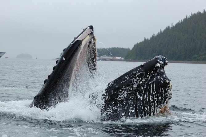 Hoonah Whale-Watching Cruise - Near Icy Strait Point - Who will enjoy this most