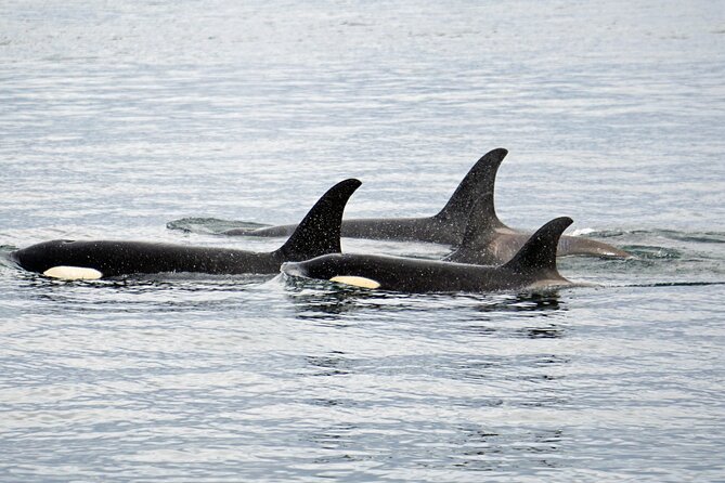 Hoonah Whale-Watching Cruise - Near Icy Strait Point - Timing, weather, and cancellation details