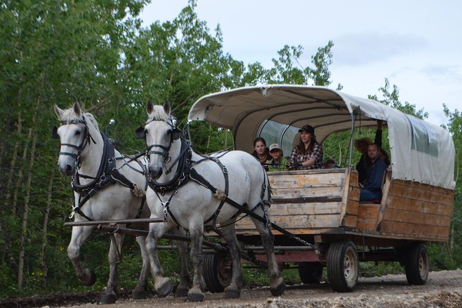 Horse-Drawn Covered Wagon Ride with Backcountry Dining - Meeting the horses after lunch