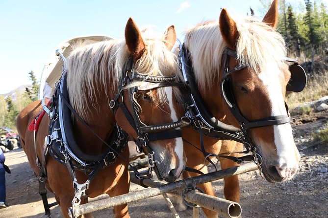Horse-Drawn Covered Wagon Ride with Backcountry Dining - Practical advice for a smoother ride