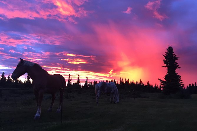 Horse-Drawn Covered Wagon Ride with Backcountry Dining - Stories of mining cabins and the Denali boundary