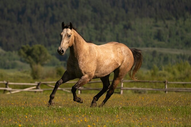 Horseback Riding with Grand Teton Views in Jackson Hole - Horses, helmets, and the working ranch feel