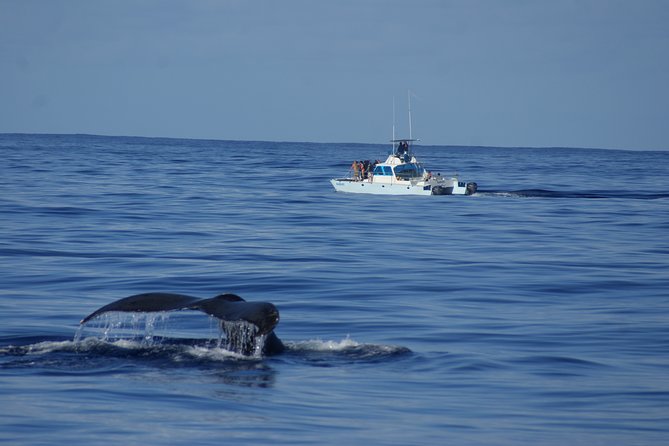 'Imiloa Express Whale Watch and Cocktail Tour - Finding humpback whales without a promise