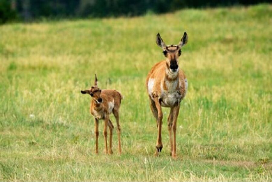 Jackson: Grand Teton National Park Guided Wildlife Tour - Key points at a glance