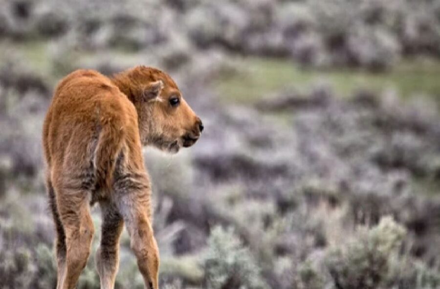 Jackson: Grand Teton National Park Guided Wildlife Tour - Small details that improve the outing