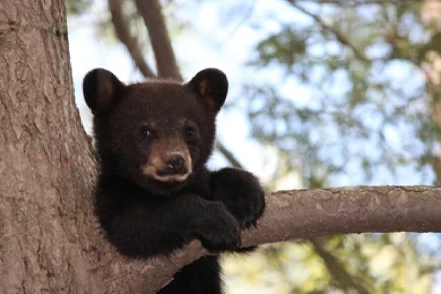 Jackson: Grand Teton National Park Guided Wildlife Tour - Why the first hour matters in Grand Teton