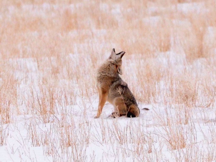 Jackson: Grand Teton National Park Guided Wildlife Tour - Why the spotting scope and binoculars matter