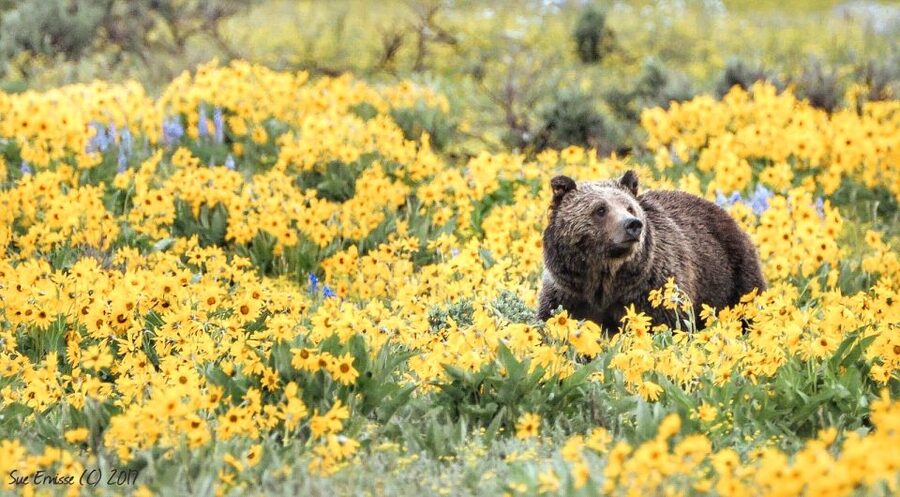 Jackson: Grand Teton National Park Guided Wildlife Tour - What is included, and what is not