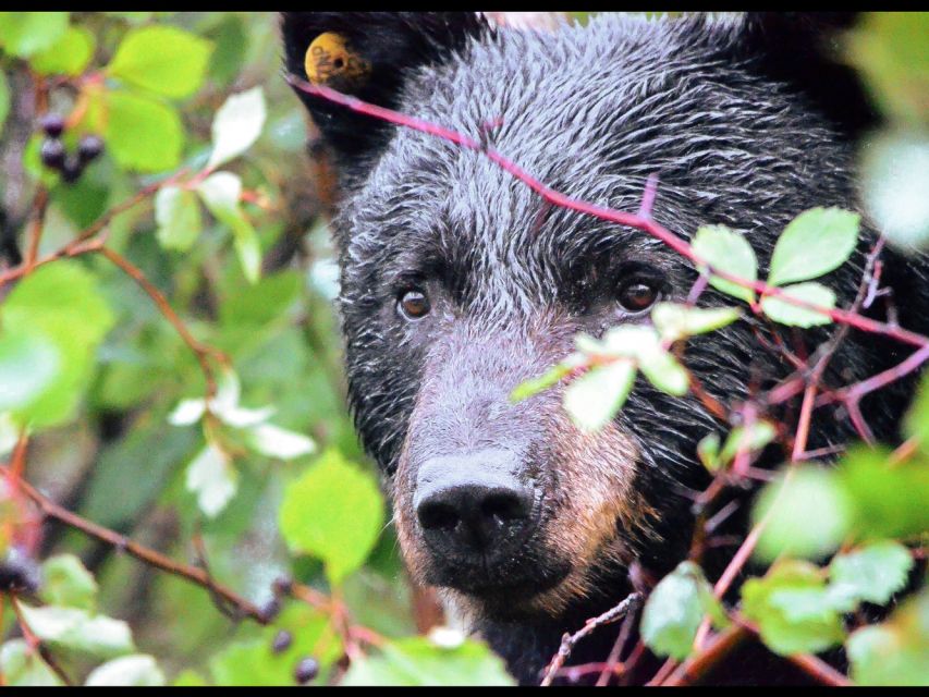 Jackson: Grand Teton National Park Guided Wildlife Tour - The best season for this particular outing