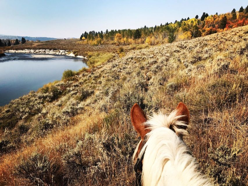 Jackson Hole: Bridger-Teton National Forest Horseback Ride - A True Wyoming Ride, With the Tetons in View