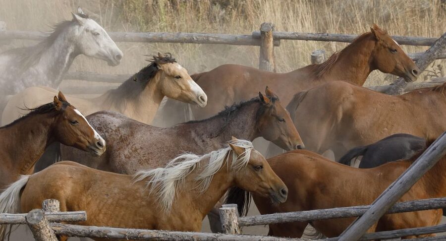 Jackson Hole: Bridger-Teton National Forest Horseback Ride - Guides Who Set the Tone