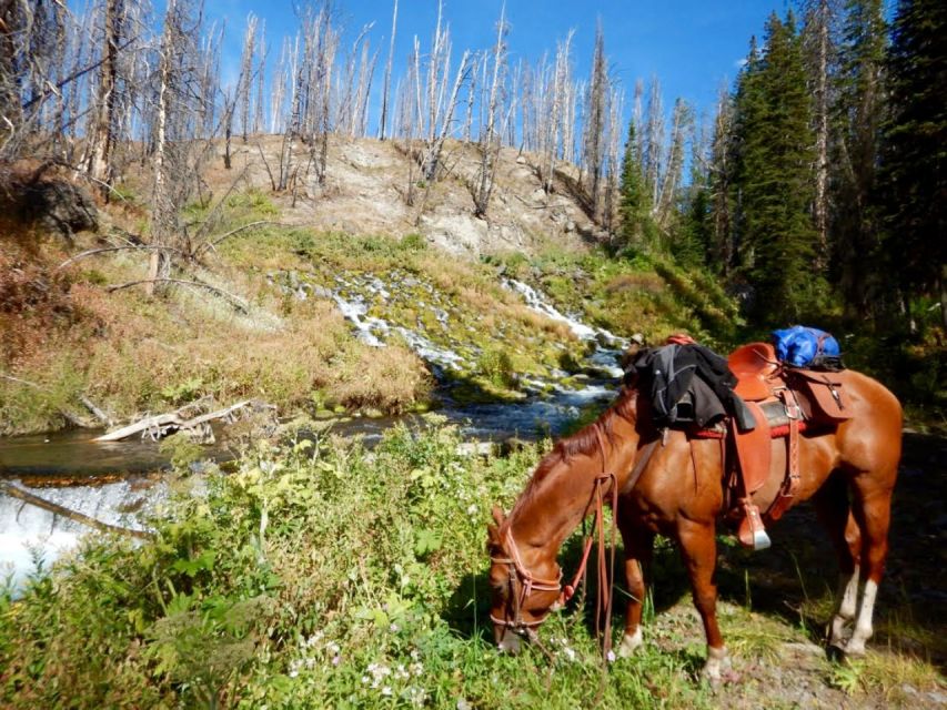 Jackson Hole: Bridger-Teton National Forest Horseback Ride - Matching You With the Right Horse