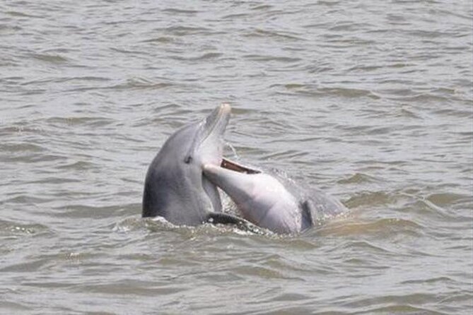 Jekyll Island Dolphin Tours - Key things to know before you book