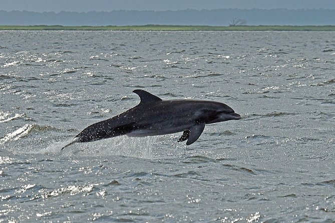 Jekyll Island Dolphin Tours - A 90-minute cruise through Jekyll’s wild side