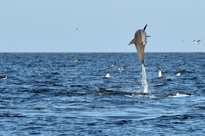 Jekyll Island Dolphin Tours - Salt marshes, beaches, and working waterways