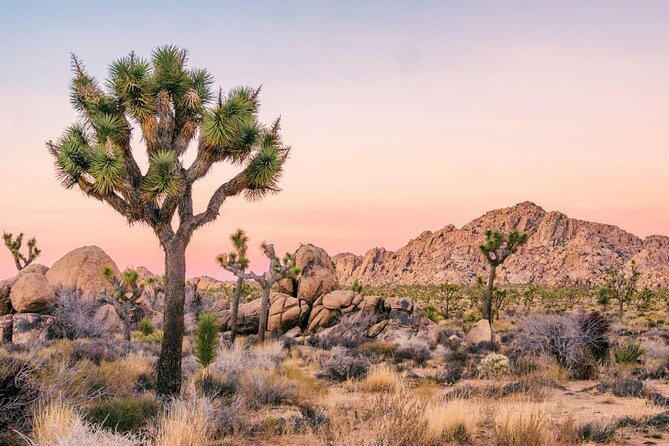 Joshua Tree National Park Self-Guided Driving Audio Tour - Key points to know before you go