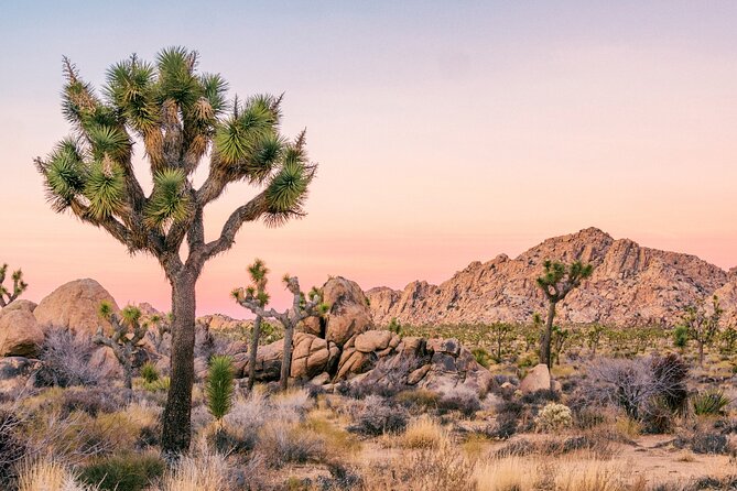 Joshua Tree National Park Self-Guided Driving Audio Tour - Samuelsons Rock and Willow Hole