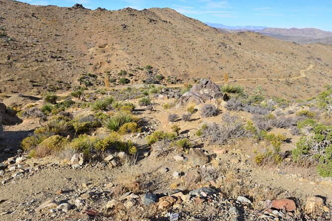 Joshua Tree National Park Self-Guided Driving Audio Tour - Cap Rock and the desert plants
