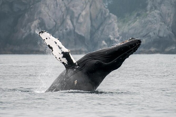 Juneau Wildlife Whale Watching - A whale trip built for a Juneau port day