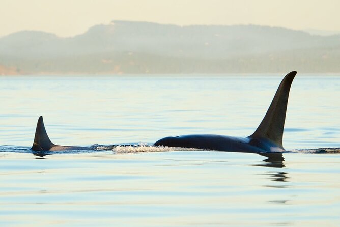 Juneau Wildlife Whale Watching - The naturalists make the difference