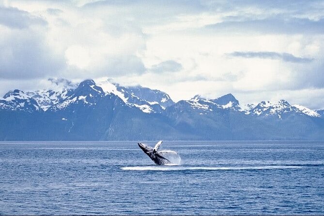 Juneau Wildlife Whale Watching - Comfort, snacks, and the Juneau weather question