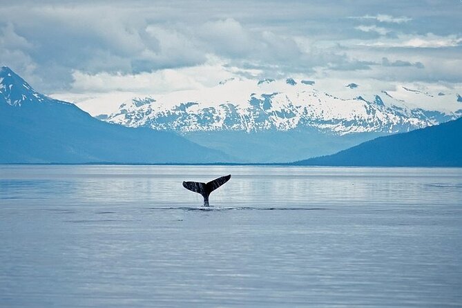 Juneau Wildlife Whale Watching & Mendenhall Glacier - Humpback whales, orcas, and the reality of wildlife watching