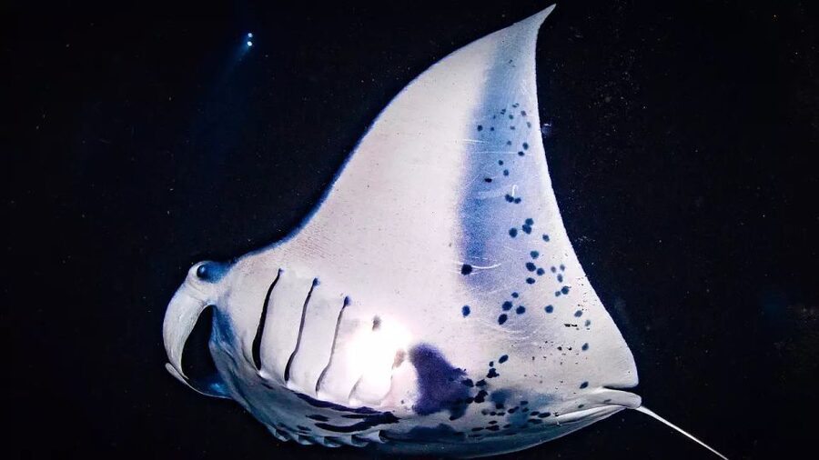 Kailua-Kona: Manta Ray Watching Nighttime Boat Trip - Why Kona’s night manta encounter feels so different
