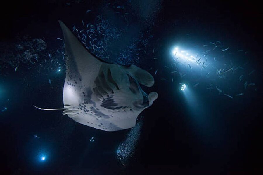 Kailua-Kona: Manta Ray Watching Nighttime Boat Trip - From Honokohau Harbor to the open water