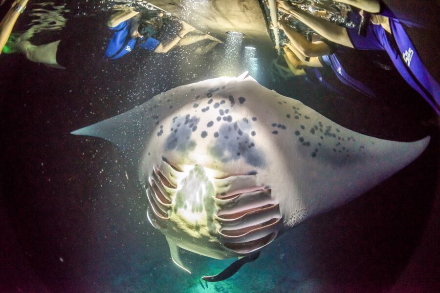 Kailua Kona: Night Manta Ray Adventure on the Big Island - Should you book Hang Loose Boat Tours?