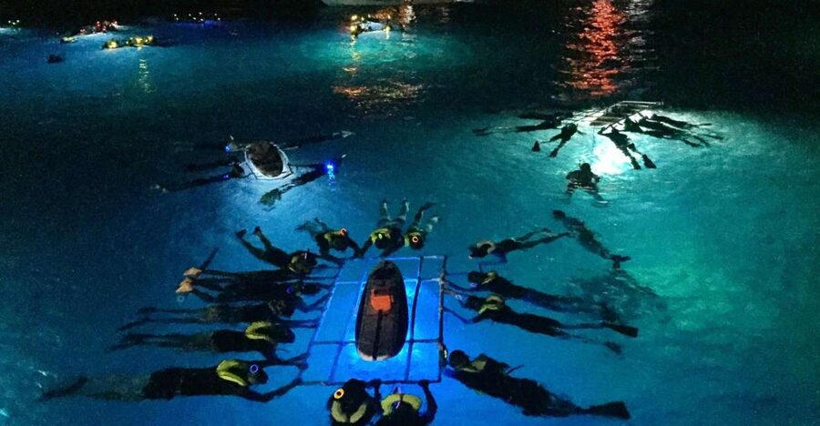 Kailua Kona: Night Manta Ray Adventure on the Big Island - Why the Kona night manta show is so special