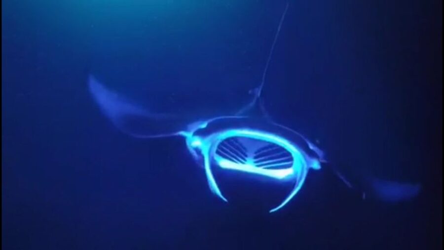 Kailua Kona: Night Manta Ray Adventure on the Big Island - About 45 minutes with the manta rays