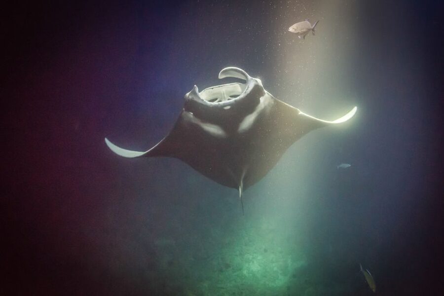 Kailua Kona: Night Manta Ray Adventure on the Big Island - The ride back, snacks, and practical comfort