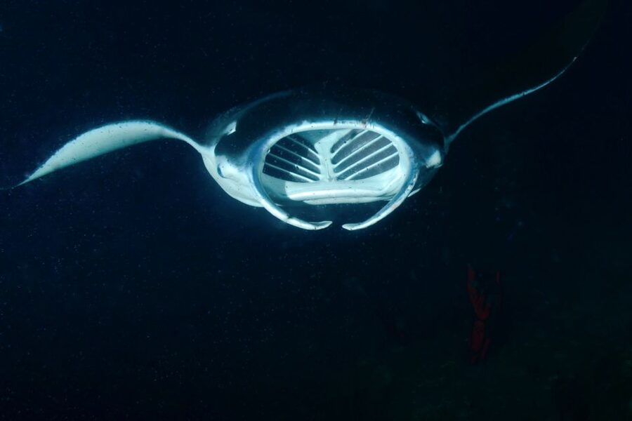 Kailua Kona: Night Manta Ray Adventure on the Big Island - Weather, cancellations, and choosing your date